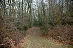 Woodland for Sale - Surrey